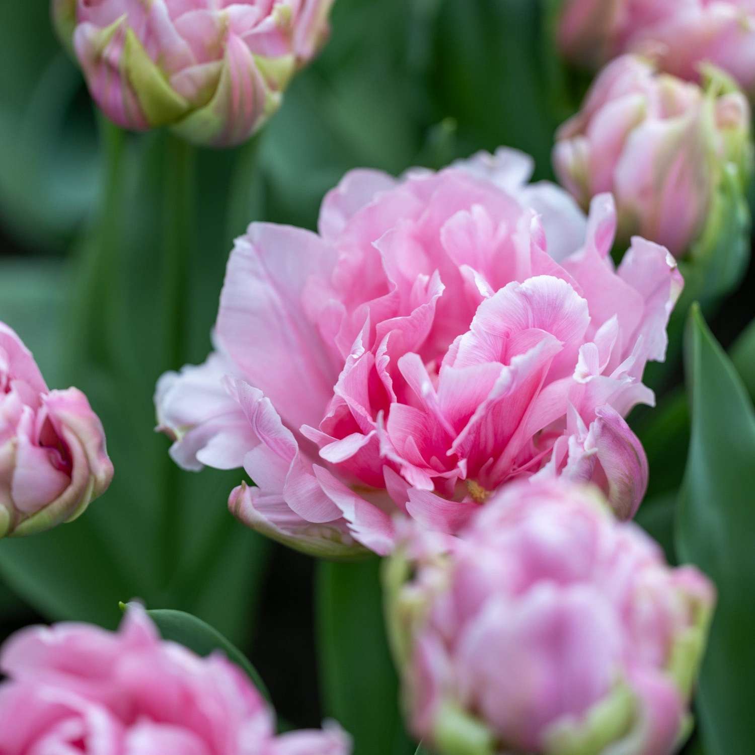 Tulip 'Amorosa'